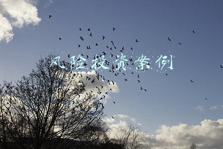 风险投资案例 风险投资案例