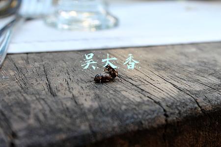 吴大香是哪里人(改革开放40周年涌现的功勋徽商)