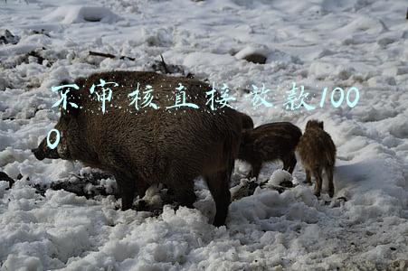 不审核直接放款1000