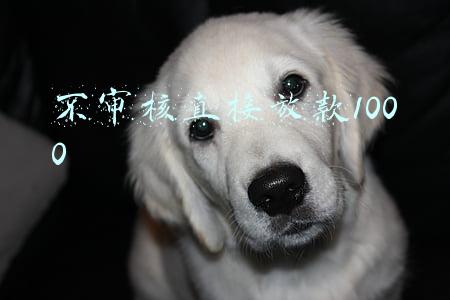 不审核直接放款1000