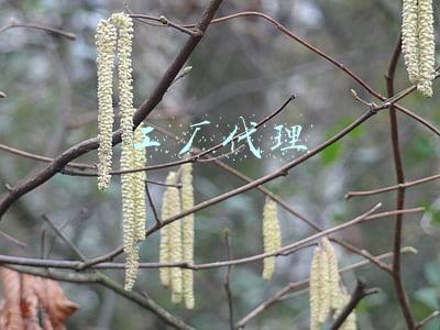 工厂代理