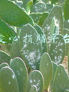 爱心捐赠平台在哪(网络献爱心有哪些正规平台？市民政局介绍了三种渠道)