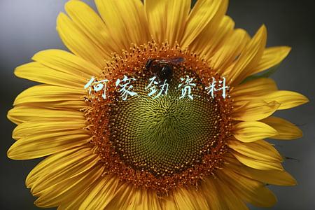 何家劲个人资料(62岁何家劲被指已低调秘婚，自称女儿已经很大，孩子母亲身份成谜)