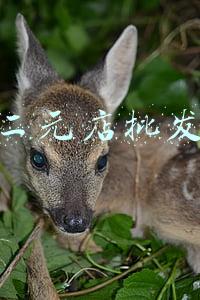 二元店批发