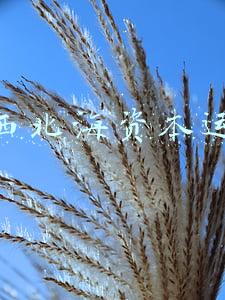 广西北海资本运作