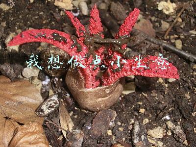 我想做点小生意