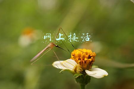 怎么在网上接活(“陪逛街”、“陪诊”等“帮忙服务”这些兼职该在哪里找？)