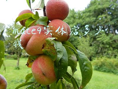 华为mate9起售价-华为mate9目前售价