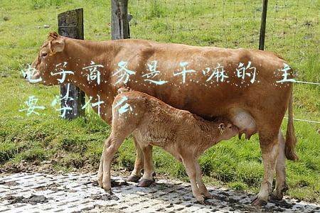 电子商务是干嘛的 主要学什么