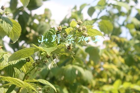 山野菜加工技术(蕨菜出口能够产生更大的经济效益，出口蕨菜是怎样生产与加工的？)