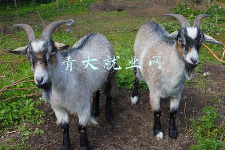 青岛就业网登录入口(青岛市发放两项补贴！符合条件的企业可登录青岛就业网申请)