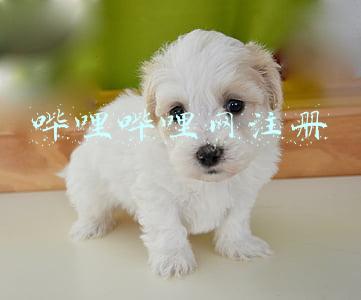 哔哩哔哩网注册安全工程师精讲班(注册安全工程师管理课程名师陈浩（精讲班视频+讲义）)