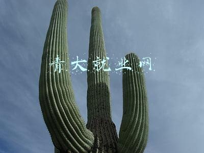 青大研招网(研究生招生简章来啦！青岛大学、曲阜师范大学、山东艺术学院)