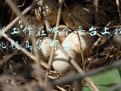 找工作在哪个平台上找比较真实可靠