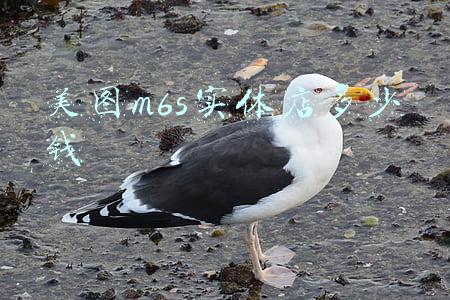 美图m6s配置参数：美图m6s