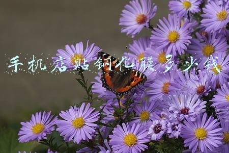 苹果手机xs膜多少钱;苹果xs max钢化膜多少钱一个