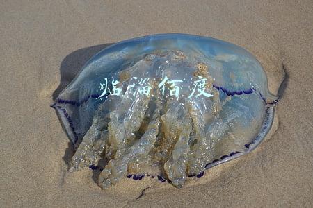 临淄佰度
