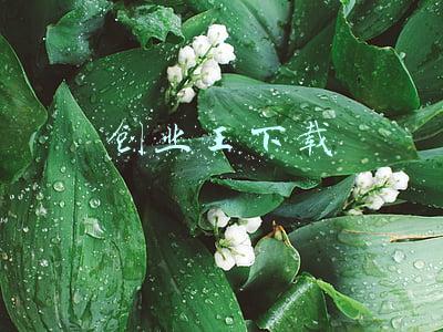 创业王下载