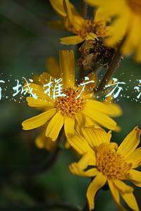 社区商城的推广方式(社区团购是一种基于微信和轻社交关系的新型电商渠道，如何运营？)