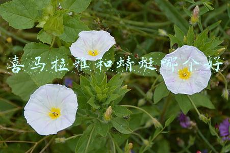 喜马拉雅和蜻蜓哪个好赚钱(蜻蜓、荔枝、喜马拉雅：耳朵经济的霸主之争)