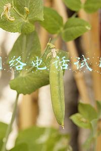 网络电话试用
