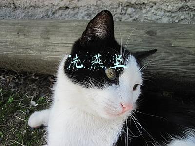 献言建策还是建言献策(“我为文山献一策”在线等你)