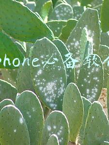iphone必备软件