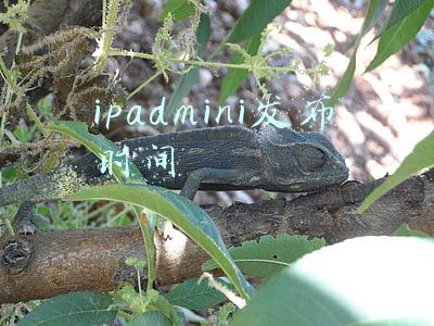 ipadmini发布时间