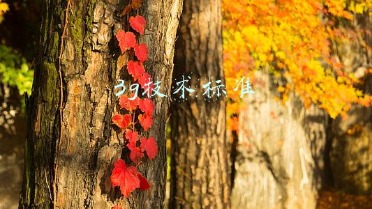 3g技术标准