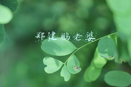 郑建鹏老婆叫什么(言真夫妇：广州夫妻出租百套房产，靠收租获粉数千万)