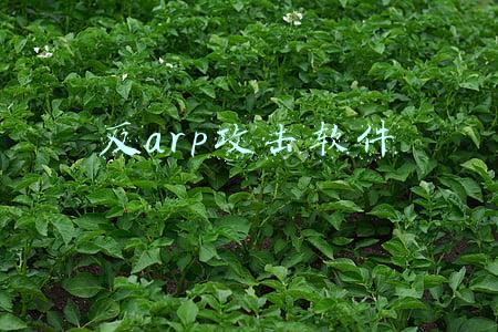 防arp攻击软件(ARP攻击原理简析及防御措施)