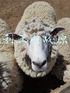 叙利亚内战原因