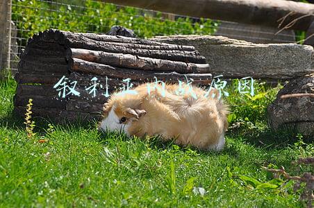 叙利亚内战原因