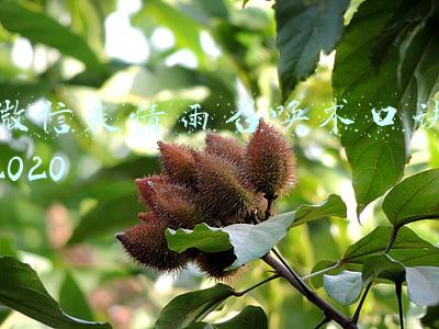 微信表情雨召唤术口诀2020