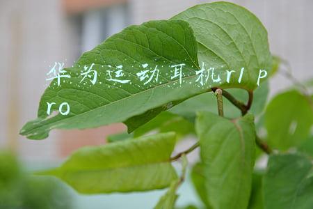 华为运动耳机r1 pro