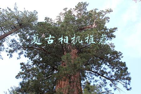 复古单反相机推荐(入坑中古相机，这几款还不错)