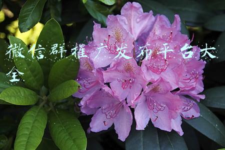 微信群推广发布平台大全