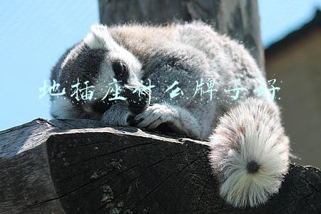 地插座什么牌子好