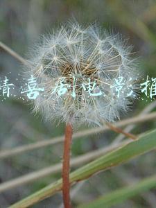 爱情喜剧电影推荐