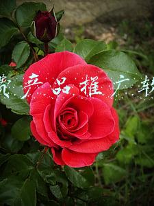 免费推广产品的平台(中国十大免费推广平台排行榜 免费推广平台推荐)