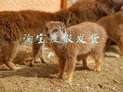淘宝虚假发货