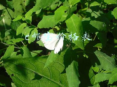 e邮宝价格表