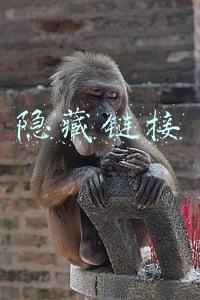 微店怎么设置隐藏链接(4个好友集资，买上海30㎡夹缝房，改造后邻里共用)