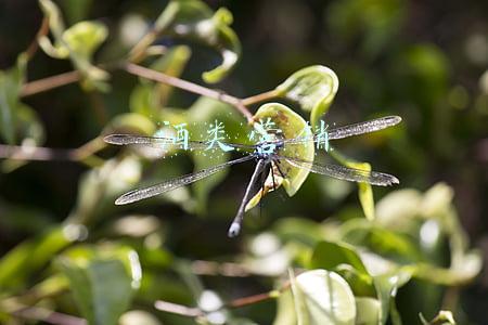 酒类营销案例(春节营销的4个核心玩法——基于13个经典春节案例剖析)