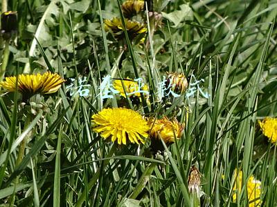 诺基亚款式大全图片(曾经的辉煌 现在的平凡 回顾诺基亚手机历代产品)
