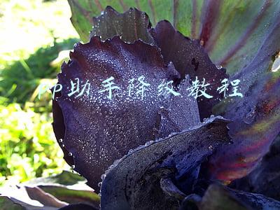 pp助手怎么删除(华为花瓣应用市场来了，第三方手机应用商店市场硝烟渐起)