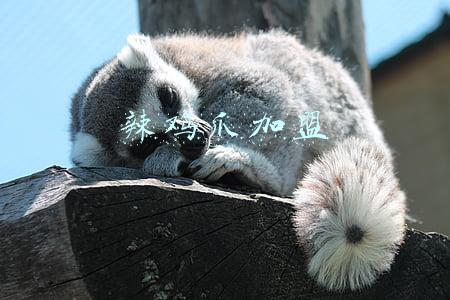 网红鸡爪加盟(鸡爪加盟店开业当天用一张10元代金劵，一天收入4300元！)