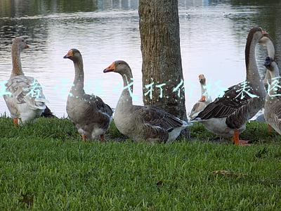 王者荣耀代打价格表图2021(租手机、租账号、找代练 未成年人“防沉迷”还有很多漏洞要堵)