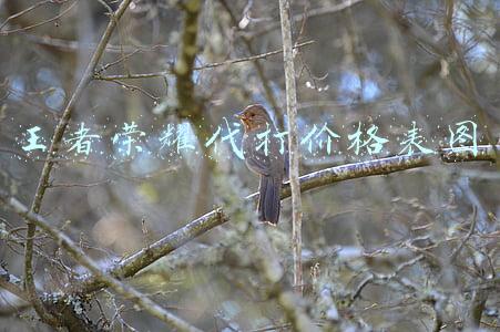 王者荣耀代打价格表图 王者荣耀代打价格表图