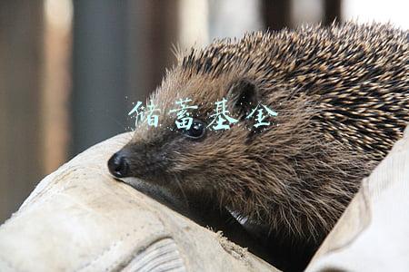 储蓄基金